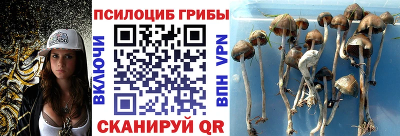 Галлюциногенные грибы мицелий кракен рабочий сайт Курган